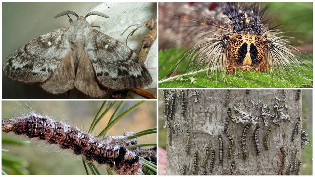 Description and photo of the caterpillar and butterfly of the Siberian silkworm