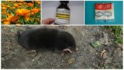 Fighting moles with odors
