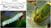 Caterpillar struktura