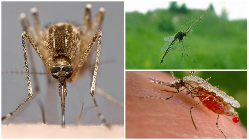 Comment les moustiques voient et ce qui les attire vers les humains