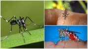 Représentants de l'espèce Aedes (pinces)