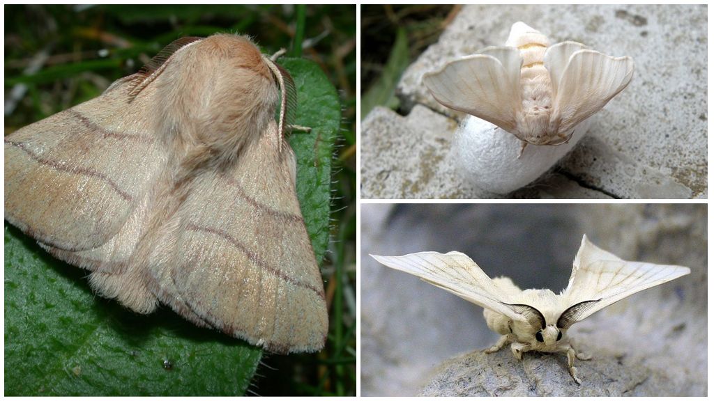 Description et photo d'une chenille et d'un papillon de vers à soie