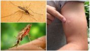 Piqûre de moustique du paludisme