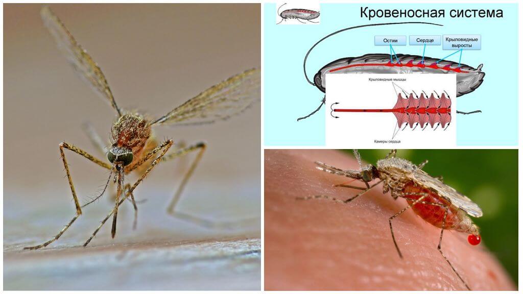 Interesting facts about the structure of mosquitoes