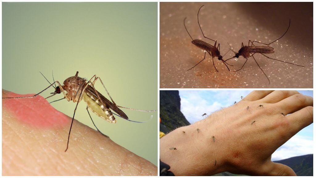Na co jsou komáři v přírodě?