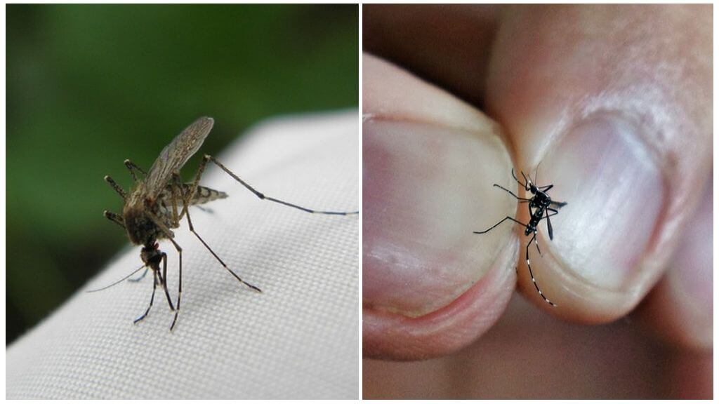 How mosquitoes breed and how long