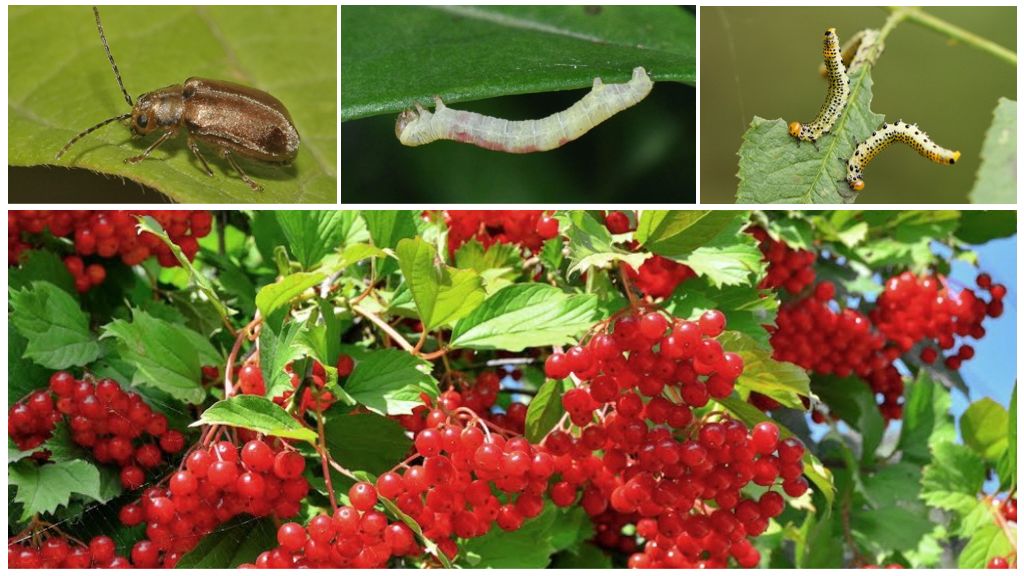 How to get rid of caterpillars on viburnum