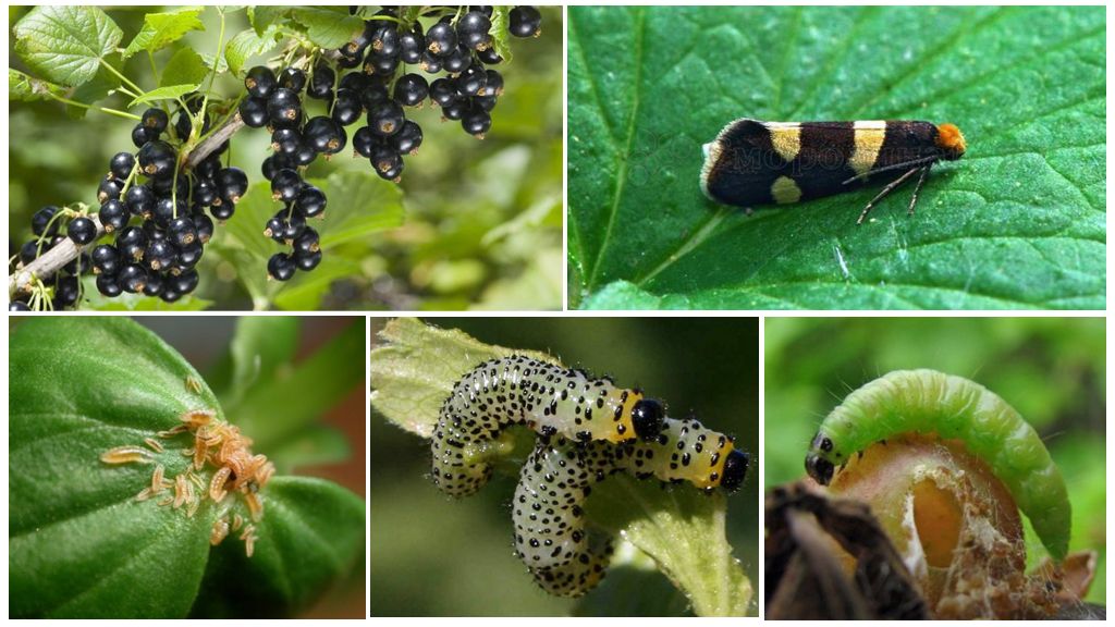 How to get rid of caterpillars on currants