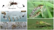 Животни циклус комараца
