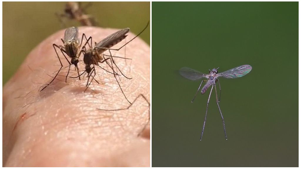 ¿Qué sonido hace el mosquito?