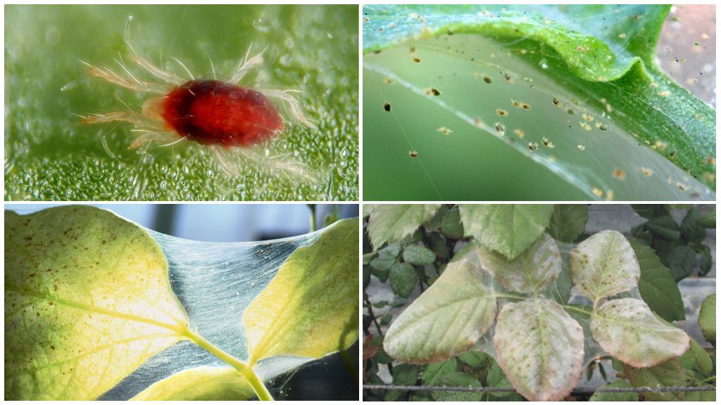 How to get rid of a spider mite: drugs and methods of struggle