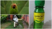 The effectiveness of the drug Tsifoks from ticks