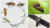 Life cycle of an ordinary fly