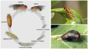 Cycle de vie des Sierphidae