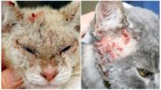 Demodecosis in cats