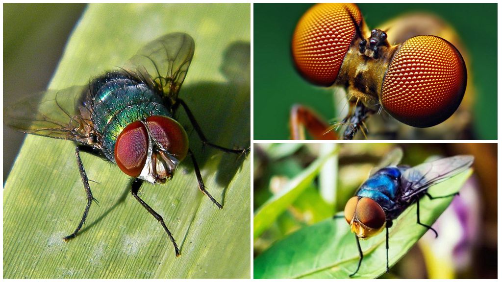 How many frames per second a fly sees and how many eyes it has