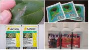 Chemicals for caterpillars