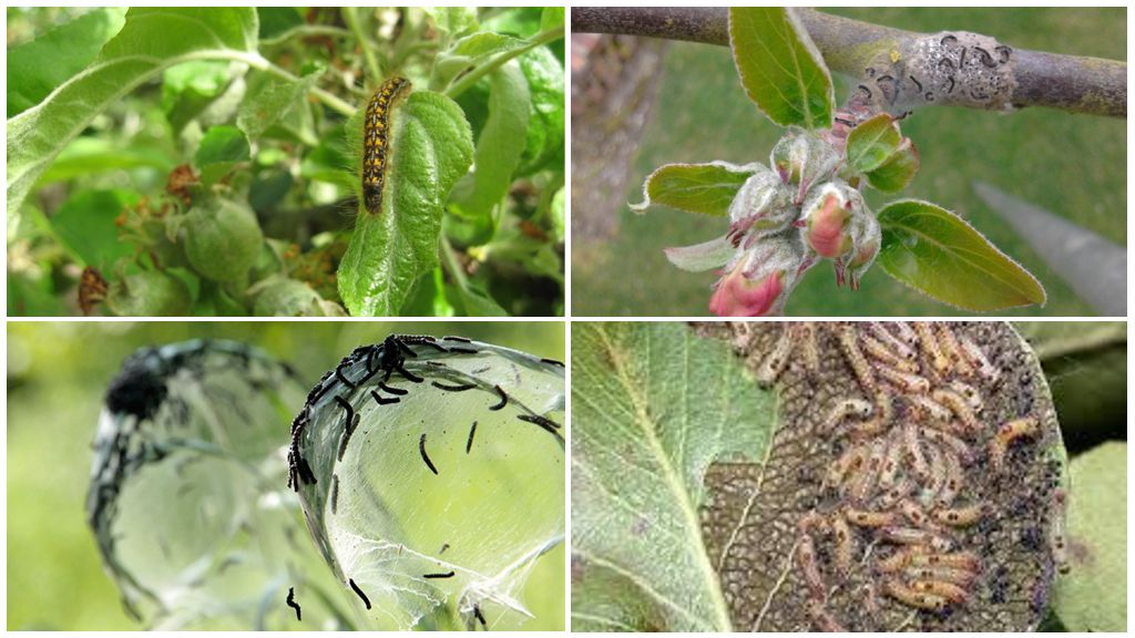 How to get rid of caterpillars on the apple tree
