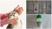 Tropfen für Katzen mit Otodektose