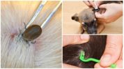 Dog tick extraction