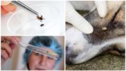 Examination of a tick for analysis