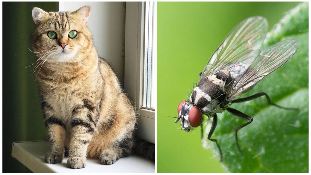 Que faire si un chat ou un chat a mangé une mouche