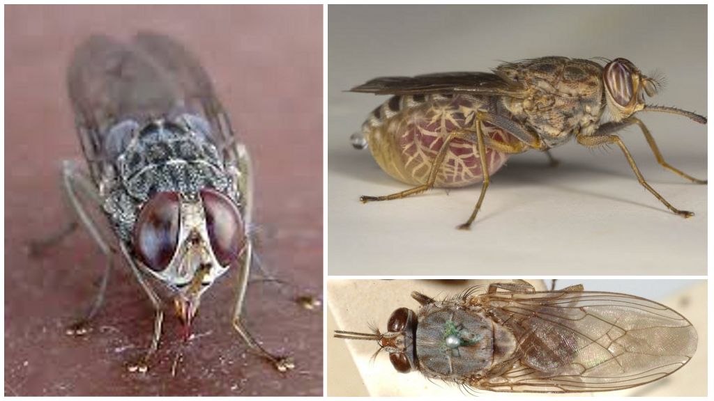 Descripción y fotos de moscas tsetsé