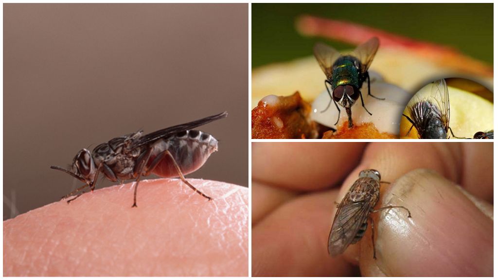 ¿Por qué las moscas aterrizan en los humanos?