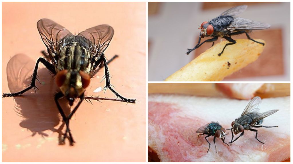 Hvorfor gnugger fluerne deres poter