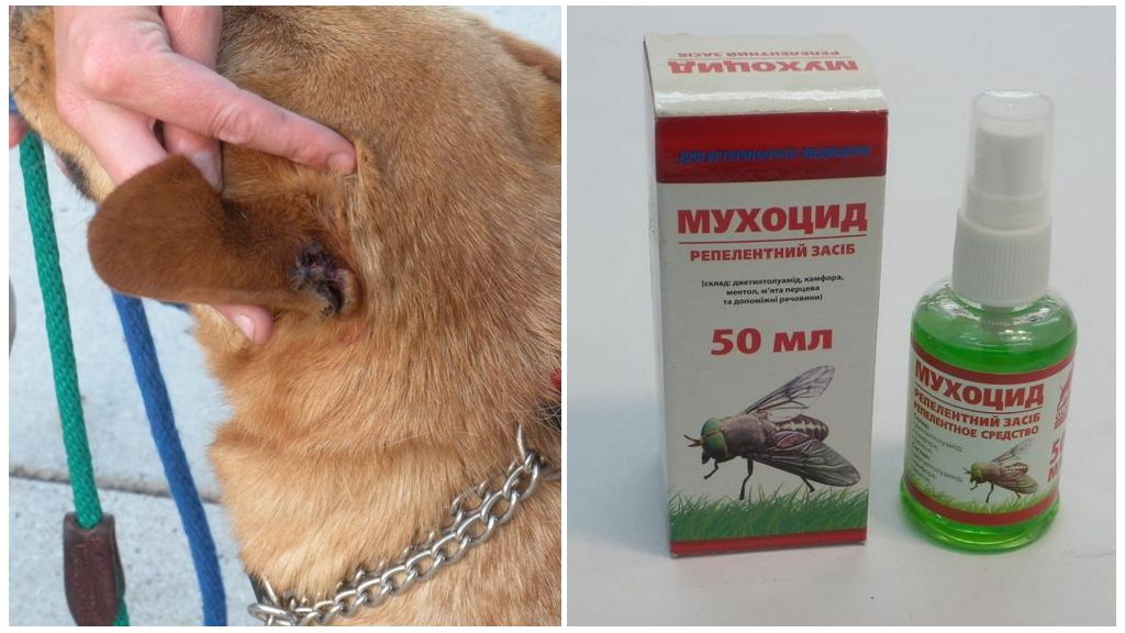complicaciones Ups pastor Qué hacer si las moscas roen las orejas de un perro, cómo tratar