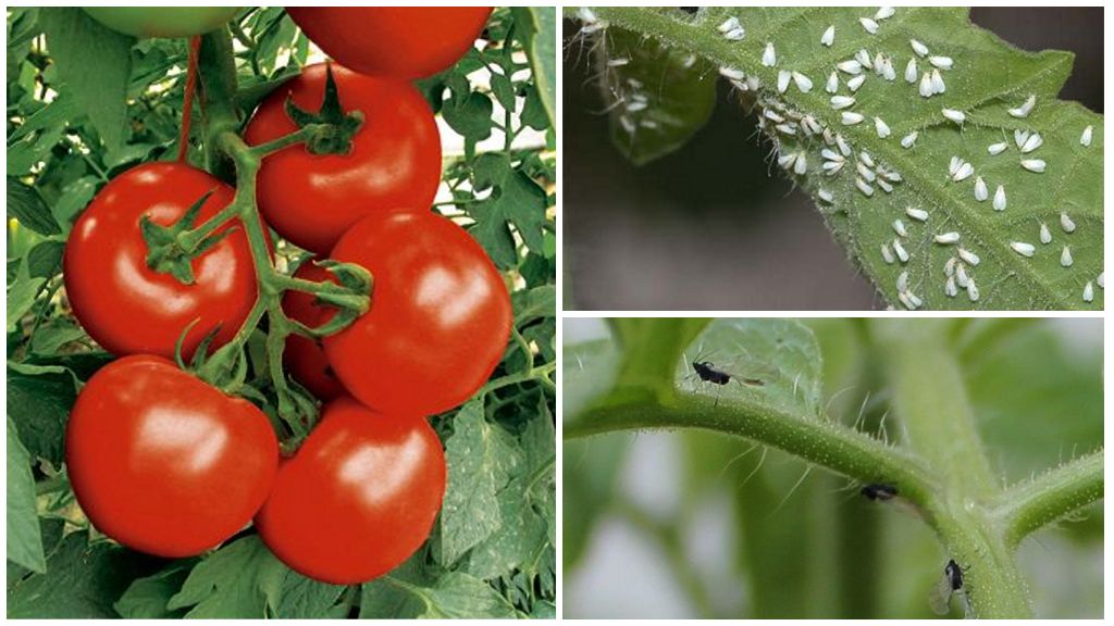 Hoe tomaten van witte en zwarte vliegen worden verwerkt