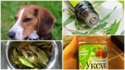 The use of folk remedies in dogs