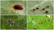 Spider mite and its larvae
