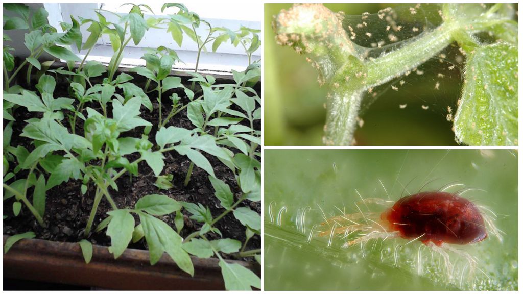 Methods of combating spider mites in seedlings