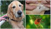 Sprays for dogs from ticks and fleas