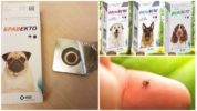 Tick ​​Ticks for Dogs Bravecto