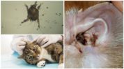 Ear mite in cats