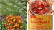 Traditional methods of combating grape mites