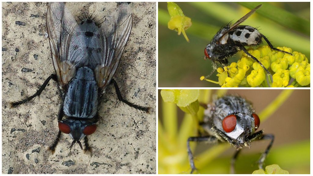 Mô tả và hình ảnh của ruồi vonfram