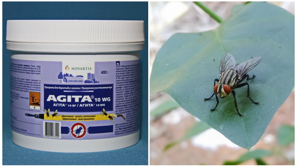 The use of Agita from flies
