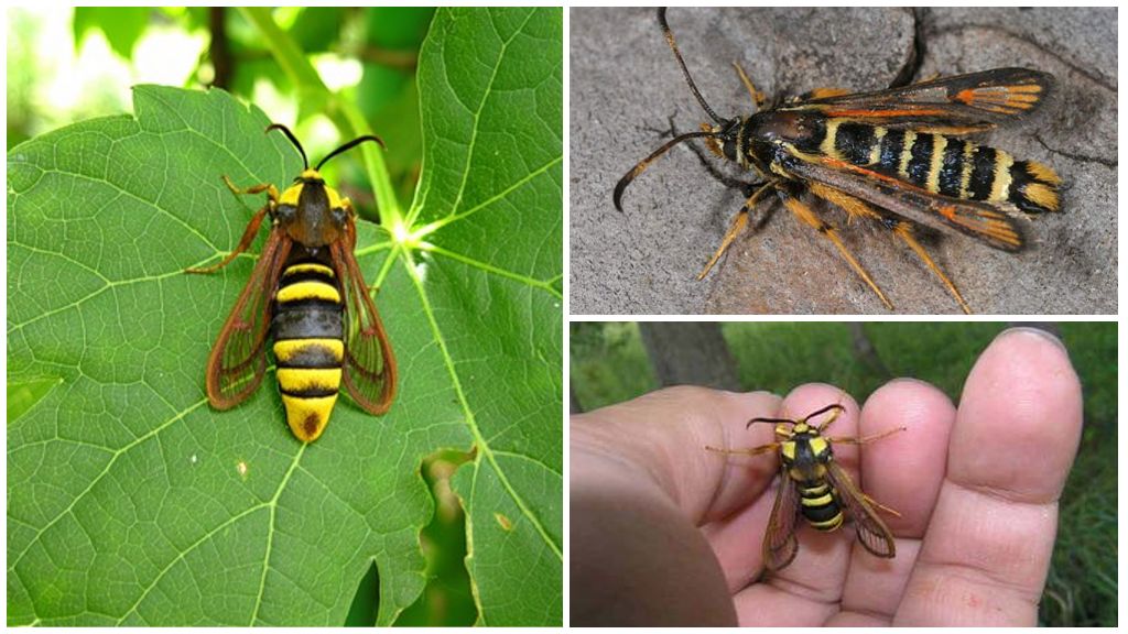 Large wasp insect