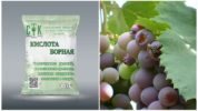 Acide borique de guêpes dans le vignoble