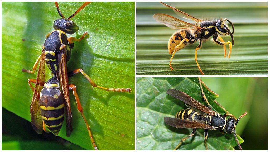 Description and photo of a paper wasp