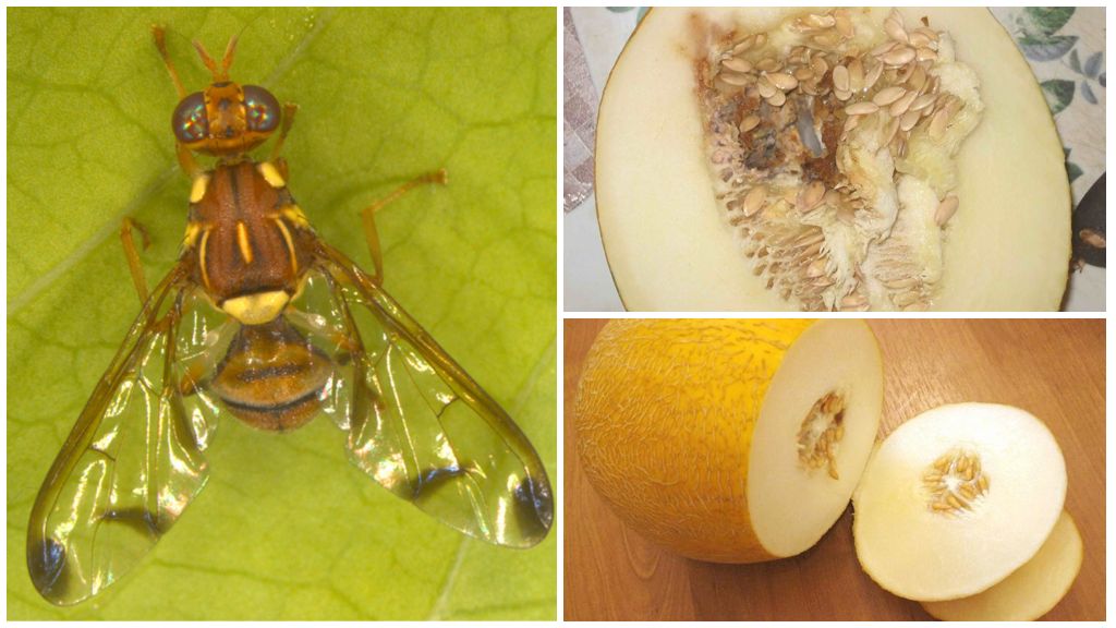 Popis melounového mouchy a způsoby jeho řešení