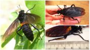 The biggest fly in the world Gauromydas heros