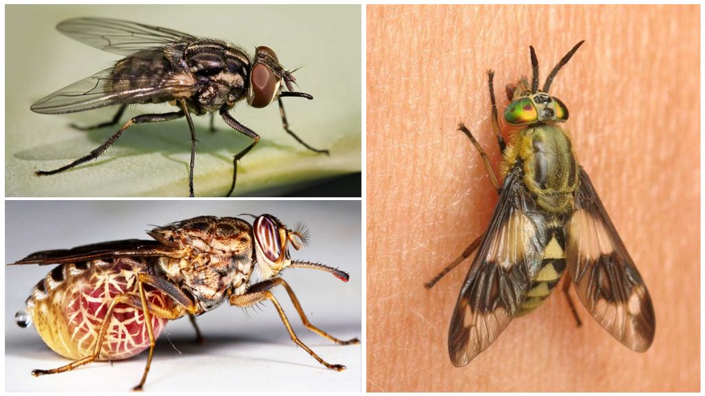 Variétés de mouches avec photos et descriptions