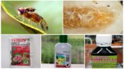 Chemikalien zur Bekämpfung von Melonenfliegen