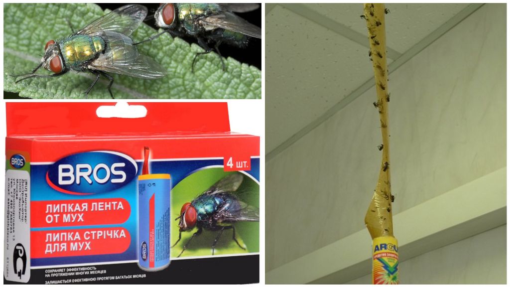 Boutique et remèdes populaires pour les mouches