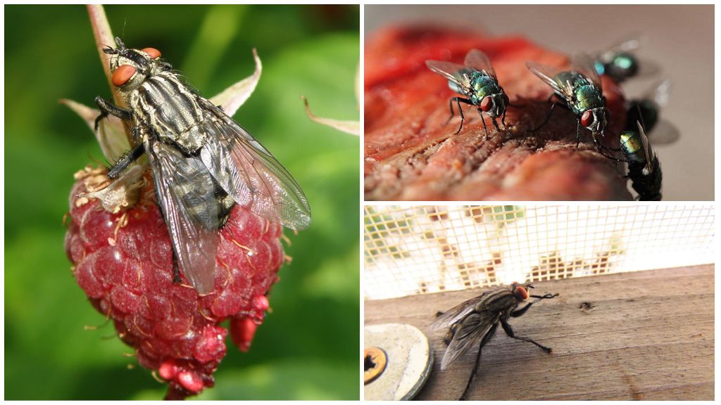Description and photo of a house fly