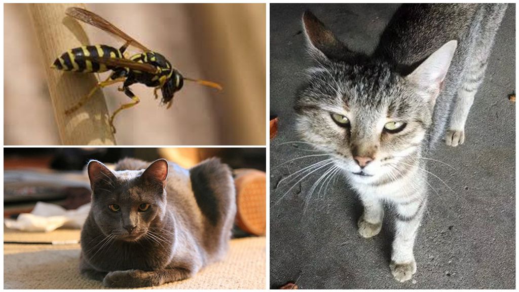 What to do if a cat or cat was bitten by a wasp